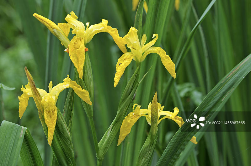 盛开的黄色鸢尾花图片素材
