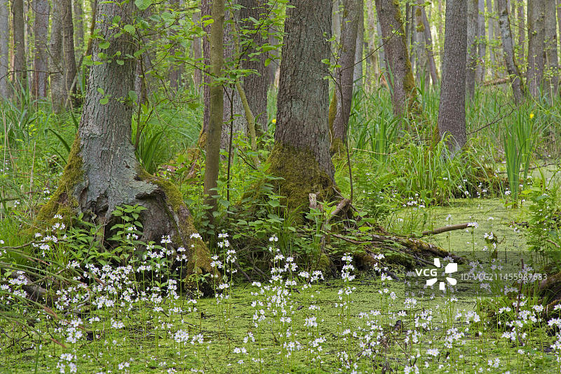 展示黑桤木树和水生植物（如黄菖蒲和水紫草）的桤木沼泽图片素材