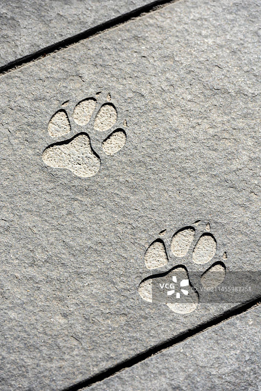 狼爪印，雕刻在石板上的狼爪印，位于黑森州哈瑙格罗德·耶格尔小红帽雕塑旁图片素材