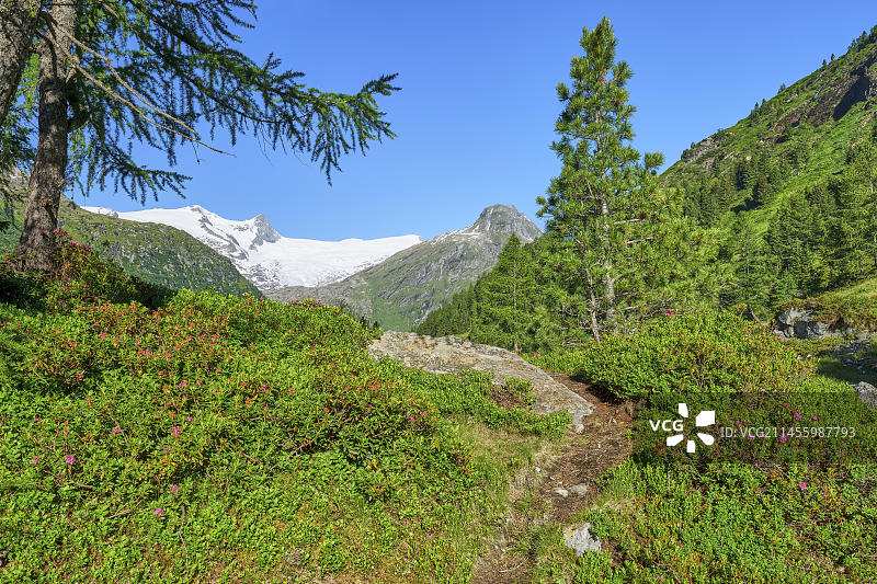 格罗斯格洛克纳山、高山玫瑰、蓝天，位于东蒂罗尔州马特雷图片素材