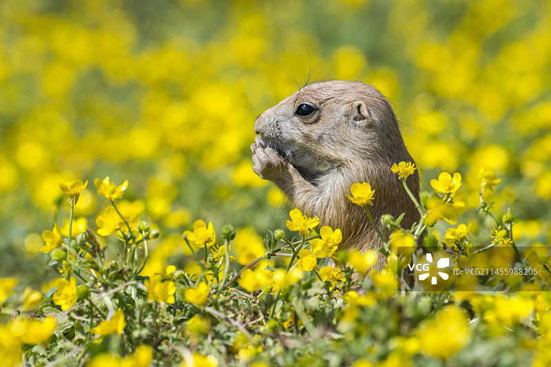 黑尾草原犬鼠幼崽，正在吃花图片素材