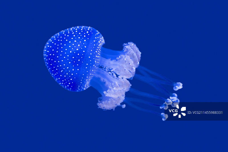 漂浮的钟形澳洲斑点水母图片素材