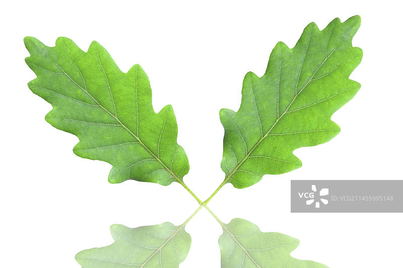 带交叉叶柄的橡树叶图片素材
