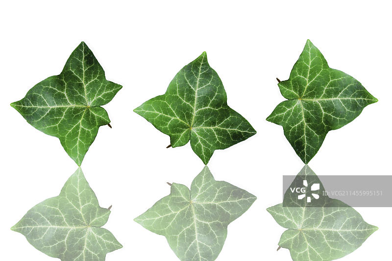 一排常春藤叶图片素材