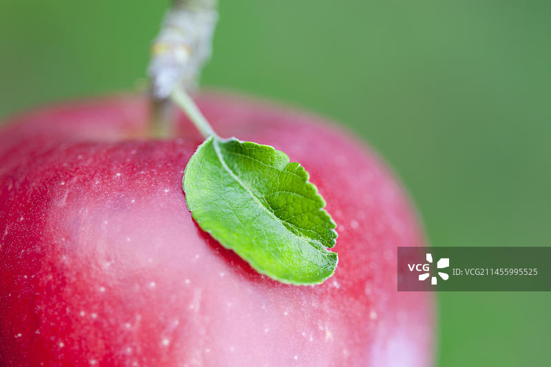 意大利卡尔特恩的苹果树图片素材