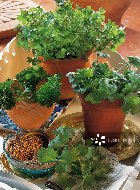 多种欧芹图片素材