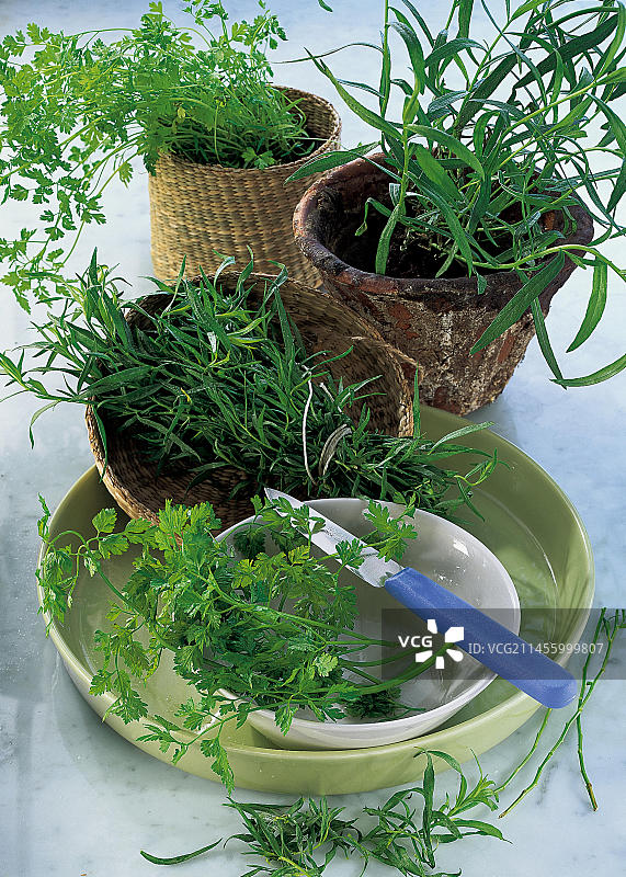 龙蒿和雪维菜，产品培训图片素材