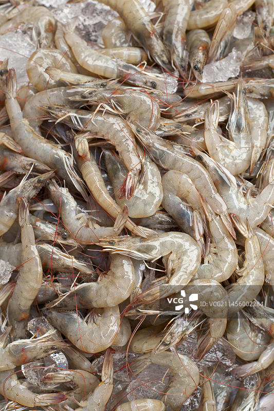 泰国阿瑜陀耶早市摊位上的新鲜虎虾图片素材