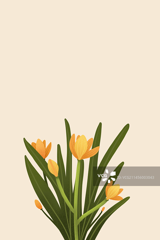 太阳花图片素材