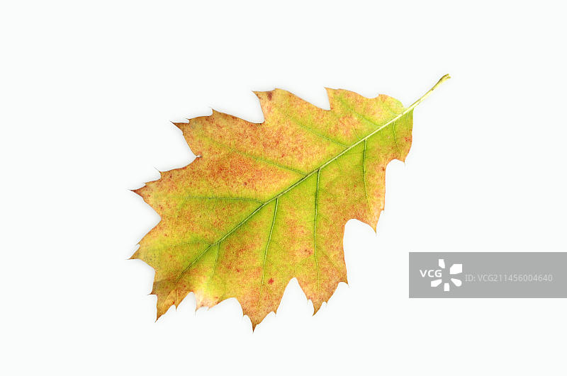 秋天的北方红橡树叶图片素材