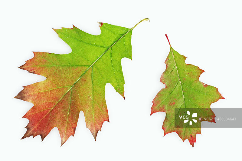 秋季的北方红栎树叶图片素材