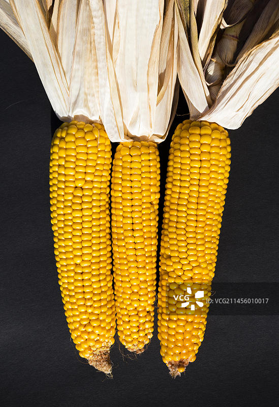 玉米（玉蜀黍）玉米芯，工作室拍摄，单色背景，3个干玉米芯，玉米，静物图片素材