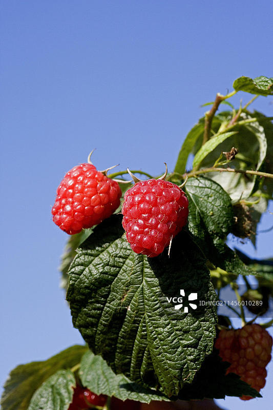 诺曼底覆盆子图片素材