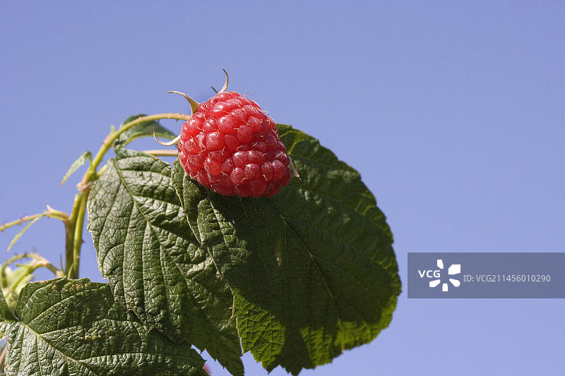 诺曼底的覆盆子图片素材