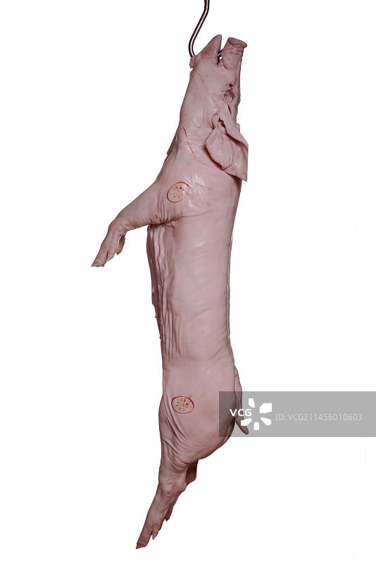 猪肉工业加工，屠宰，乳猪内脏去除，捷克共和国，欧洲图片素材