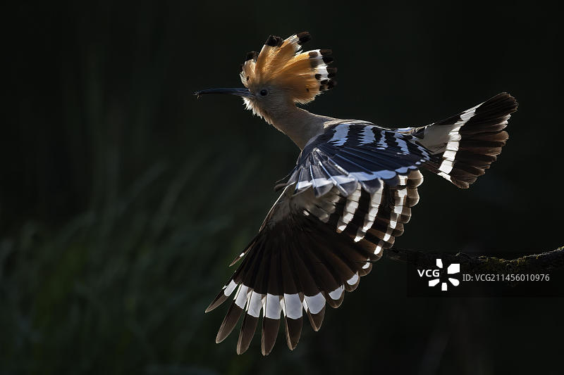 戴胜鸟：在逆光下接近，为雏鸟提供食物，2022年度鸟类，于繁殖洞穴，德国萨克森-安哈尔特州图片素材