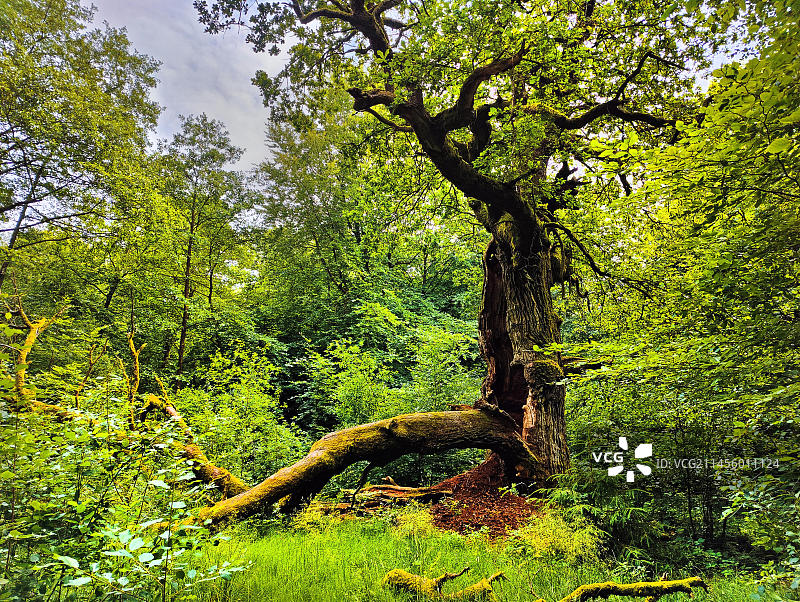 萨巴堡原始森林：德国黑森州莱茵哈茨森林自然保护区图片素材