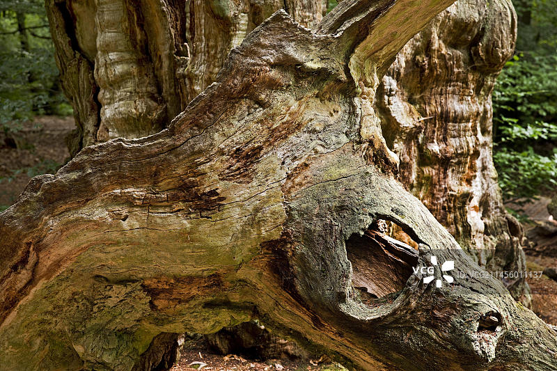 萨巴堡原始森林：德国黑森州莱茵哈茨森林自然保护区图片素材
