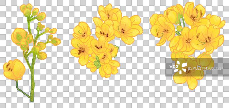 黄槐花插画元素图片素材