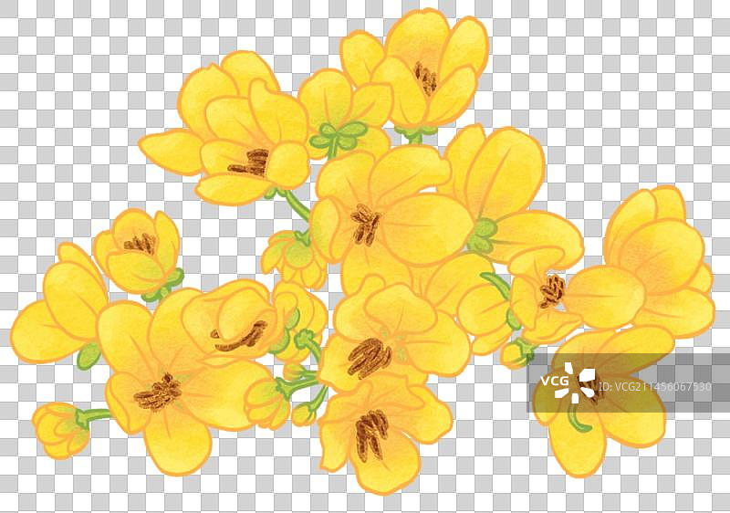 黄槐花插画元素图片素材