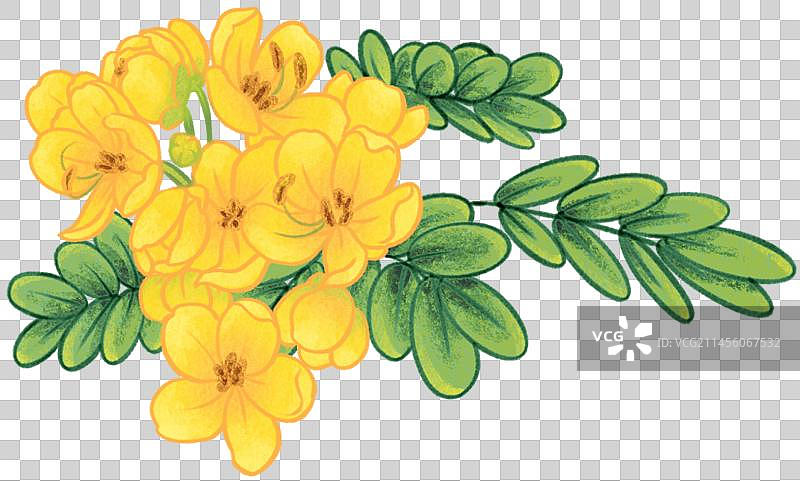 黄槐花插画元素图片素材