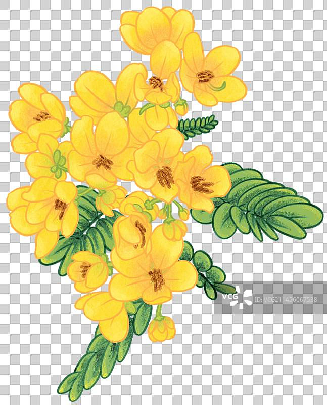 黄槐花插画元素图片素材