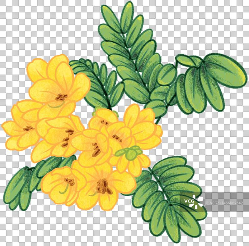 黄槐花插画元素图片素材
