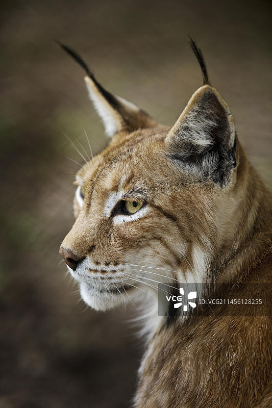 欧亚猞猁（Lynx lynx）北部猞猁画像，圈养于德国黑森州萨巴堡动物园图片素材