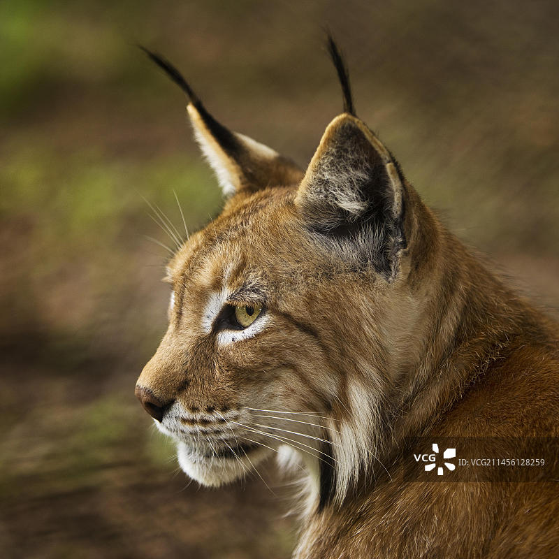 欧亚猞猁（Lynx lynx）北部猞猁画像，圈养于德国黑森州萨巴堡动物园图片素材