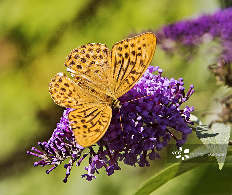 帝王斗篷蝴蝶图片素材