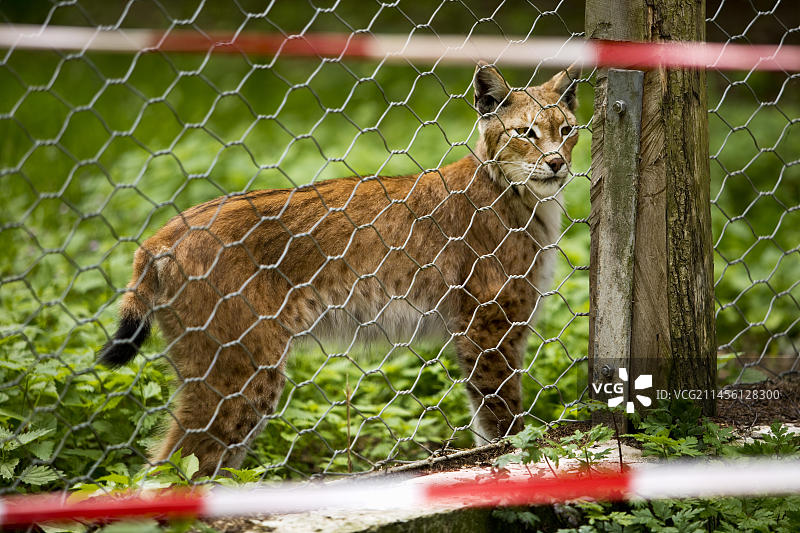 萨巴堡动物园圈养的欧亚猞猁图片素材