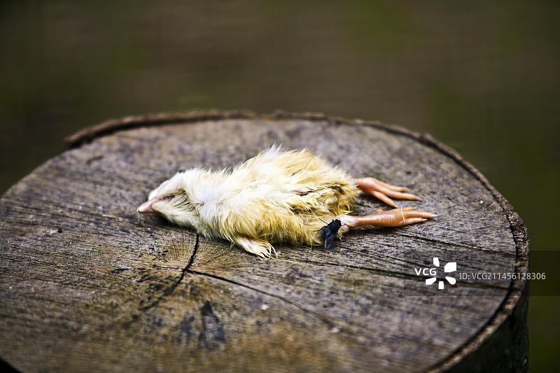德国萨巴堡动物园用死鸡做食物图片素材