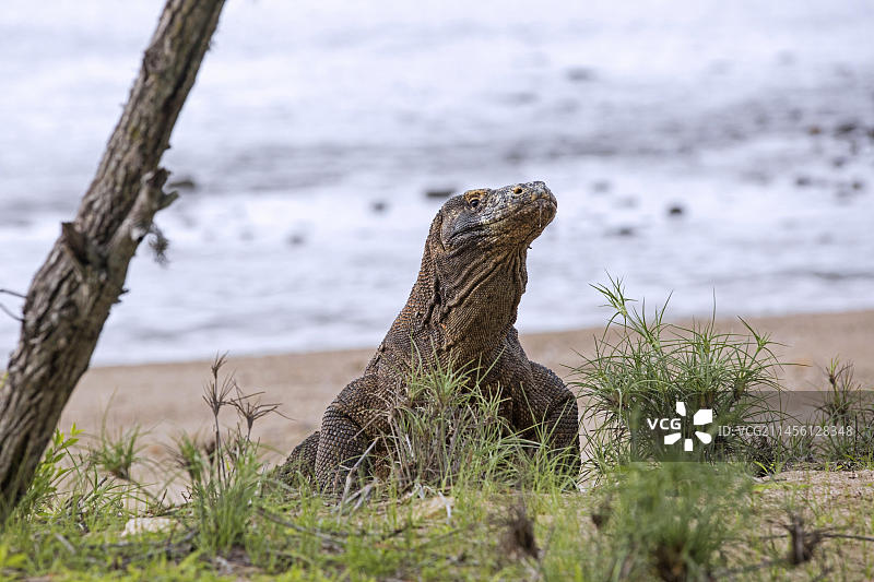 科莫多巨蜥，离开科莫多国家公园林卡岛海滩，印度尼西亚，亚洲图片素材