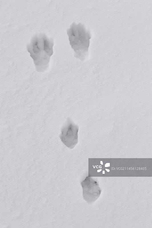 欧洲野兔冬日雪中足迹图片素材