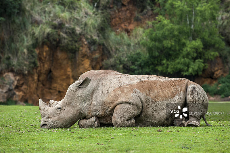 西班牙坎塔布里亚卡巴尔塞诺公园内睡觉的白犀牛图片素材