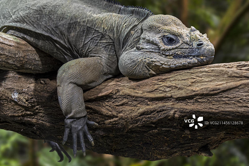 栖息在树上的犀牛鬣蜥图片素材