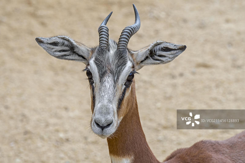 摩尔瞪羚：野外灭绝的非洲物种图片素材