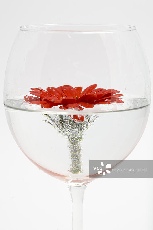 红色的非洲菊在酒杯里图片素材