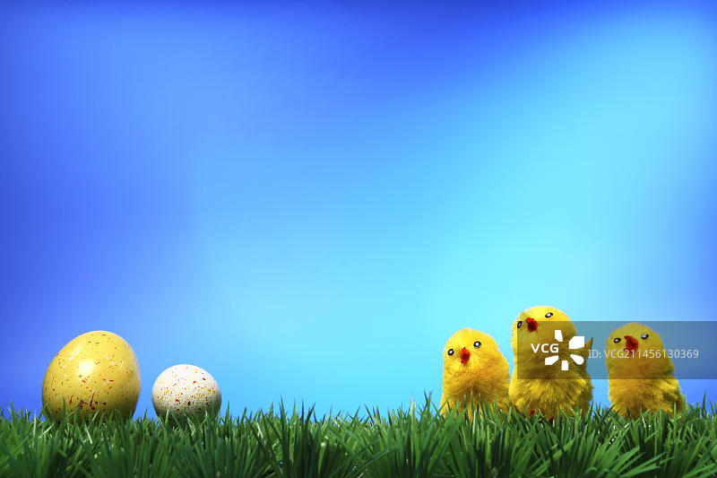 草坪上带着复活节彩蛋的小鸡图片素材