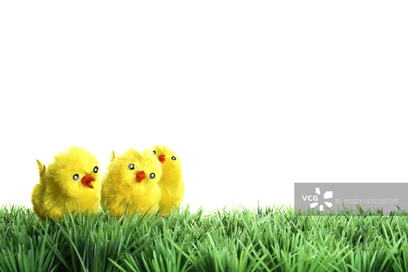 黄色小鸡图片素材