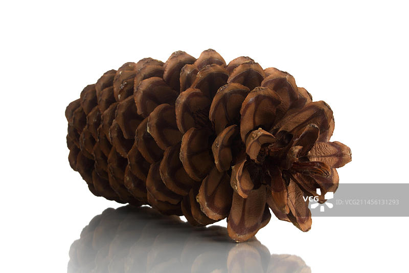 冷杉树球果图片素材