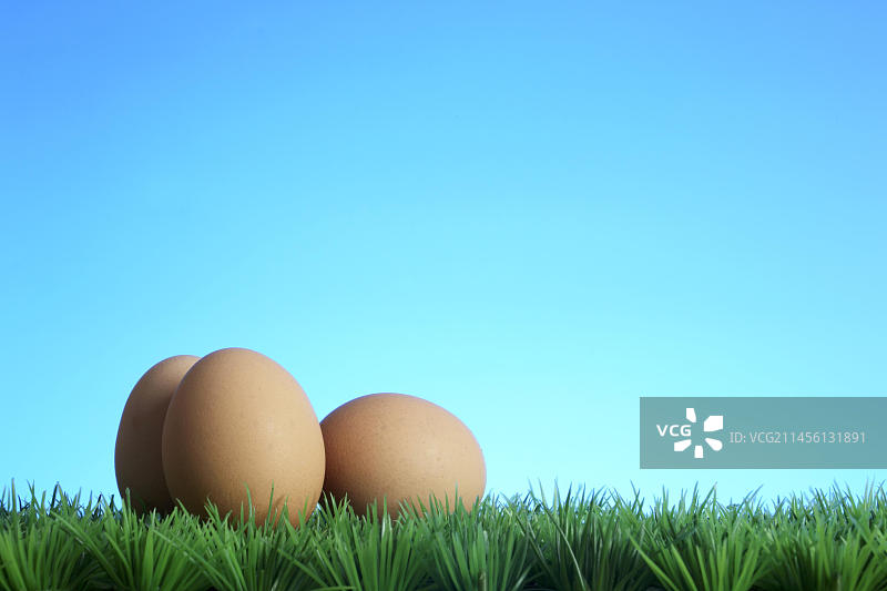 草坪上的鸡蛋图片素材