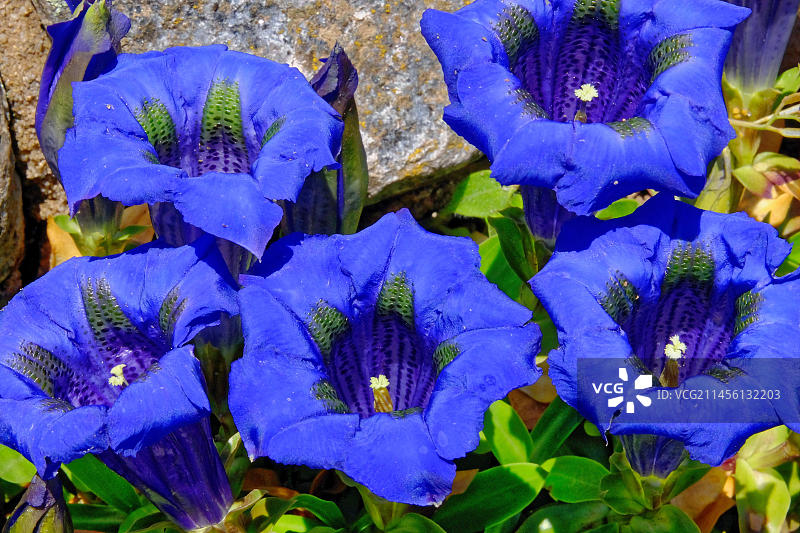龙胆花特写图片素材