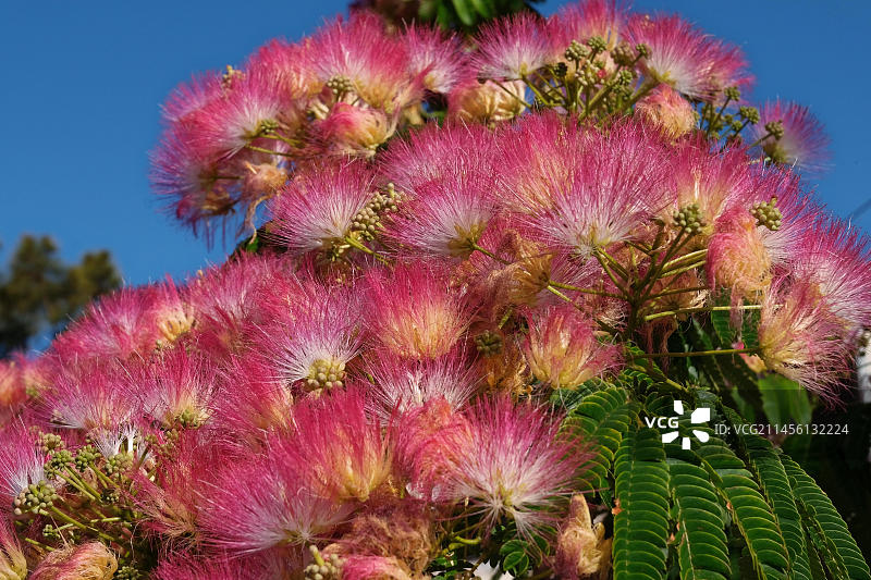 合欢树特写图片素材