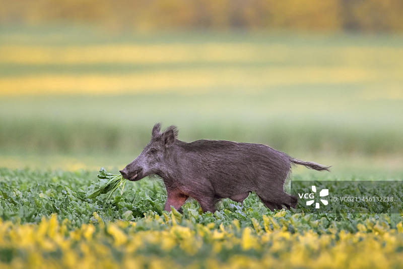 夏季田野里吃甜菜的单只野猪图片素材