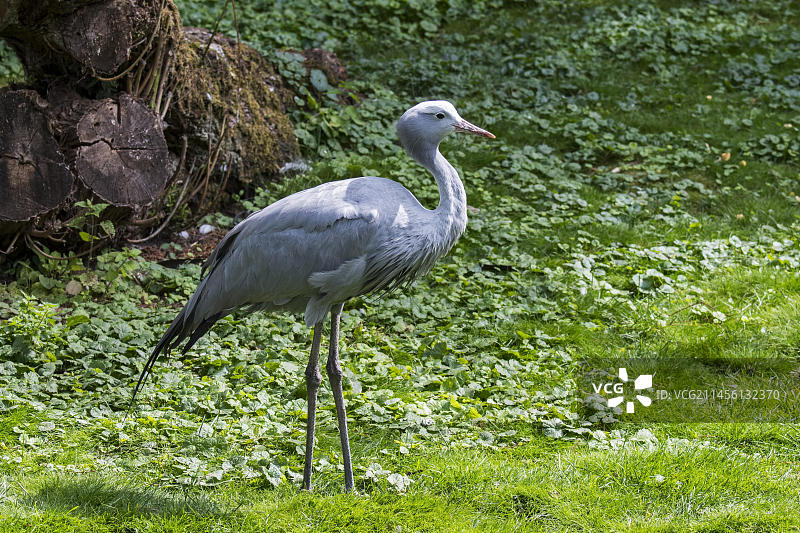 蓝鹤：南非国鸟图片素材