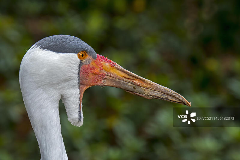 非洲肉垂鹤特写图片素材