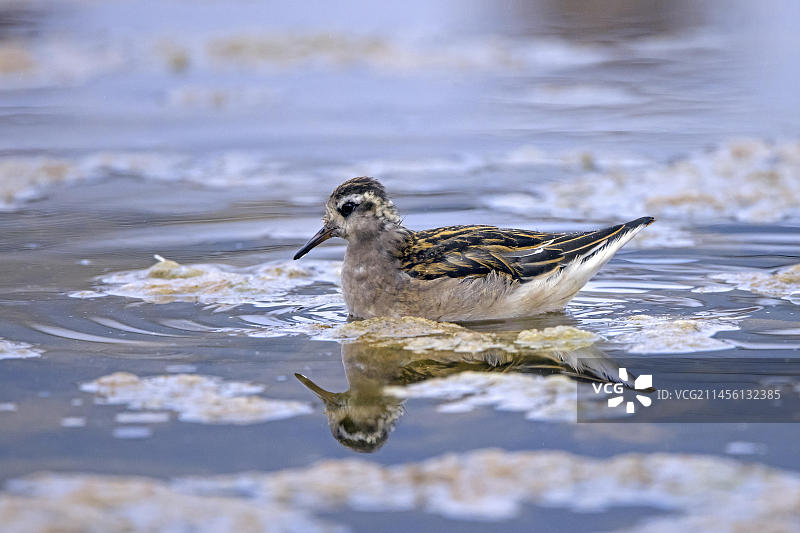 红瓣蹼鹬,在夏季池塘中游泳的幼年灰瓣蹼鹬,斯瓦尔巴群岛,斯匹茨卑尔根岛,挪威,欧洲图片素材