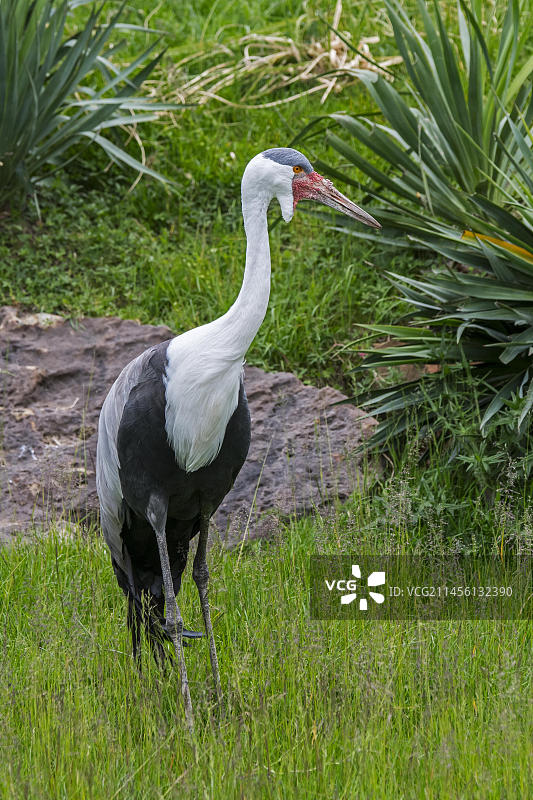 蓑羽鹤：原产于非洲东部和南部的濒危鹤类图片素材