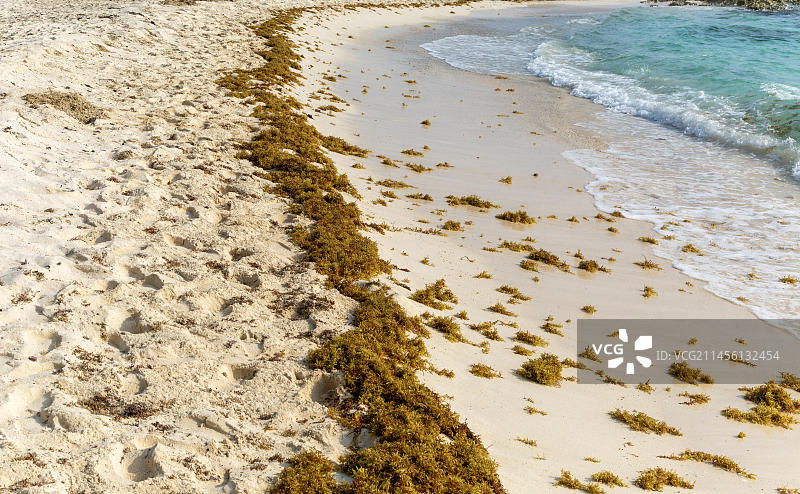 墨西哥女人岛海滩上的马尾藻图片素材